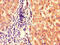 Bardet-Biedl Syndrome 1 antibody, CSB-PA836736LA01HU, Cusabio, Immunohistochemistry frozen image 