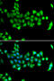 Heat Shock Protein Family A (Hsp70) Member 14 antibody, 22-704, ProSci, Immunofluorescence image 