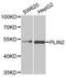 Perilipin 2 antibody, LS-B15357, Lifespan Biosciences, Western Blot image 