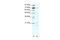 Basic Transcription Factor 3 antibody, A06251, Boster Biological Technology, Western Blot image 