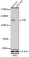 Endothelin Converting Enzyme 1 antibody, GTX54043, GeneTex, Western Blot image 