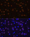 Myocyte Enhancer Factor 2C antibody, 14-391, ProSci, Immunofluorescence image 