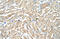 Tropomyosin 1 antibody, ARP41392_T100, Aviva Systems Biology, Immunohistochemistry paraffin image 