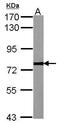 Calpain 2 antibody, PA5-27720, Invitrogen Antibodies, Western Blot image 