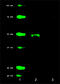 Protein Interacting With PRKCA 1 antibody, 830902, BioLegend, Western Blot image 