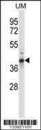 Out At First Homolog antibody, 57-477, ProSci, Western Blot image 