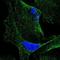Calcium-binding protein 5 antibody, NBP1-86691, Novus Biologicals, Immunofluorescence image 