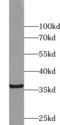 TNF Superfamily Member 13 antibody, FNab08828, FineTest, Western Blot image 