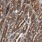 Isoleucyl-TRNA Synthetase 2, Mitochondrial antibody, PA5-55015, Invitrogen Antibodies, Immunohistochemistry frozen image 
