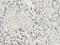 TNF Alpha Induced Protein 3 antibody, LS-C331915, Lifespan Biosciences, Immunohistochemistry paraffin image 