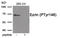 Ezrin antibody, 79-961, ProSci, Western Blot image 