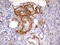 IKAROS Family Zinc Finger 3 antibody, LS-C798154, Lifespan Biosciences, Immunohistochemistry paraffin image 