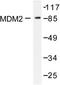 MDM2 Proto-Oncogene antibody, AP06434PU-N, Origene, Western Blot image 