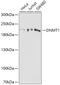 DNA Methyltransferase 1 antibody, 16-953, ProSci, Western Blot image 