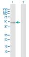 Alpha-L-Fucosidase 2 antibody, H00002519-D01P, Novus Biologicals, Western Blot image 