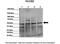 Nucleobindin 2 antibody, PA5-41311, Invitrogen Antibodies, Western Blot image 