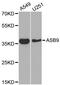 Ankyrin Repeat And SOCS Box Containing 9 antibody, abx003950, Abbexa, Western Blot image 