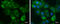 Anterior Gradient 2, Protein Disulphide Isomerase Family Member antibody, GTX130229, GeneTex, Immunocytochemistry image 