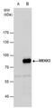 Mitogen-Activated Protein Kinase Kinase Kinase 3 antibody, PA5-78058, Invitrogen Antibodies, Western Blot image 
