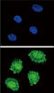 Suppressor Of Cytokine Signaling 1 antibody, LS-C161380, Lifespan Biosciences, Immunofluorescence image 