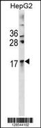 Crystallin Alpha A antibody, 60-696, ProSci, Western Blot image 