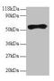 Goat IgG antibody, LS-C210726, Lifespan Biosciences, Western Blot image 