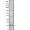 Lysozyme antibody, abx216635, Abbexa, Western Blot image 