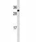 Insulin Like Growth Factor 2 antibody, F53658-0.1ML, NSJ Bioreagents, Western Blot image 