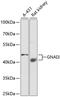 G Protein Subunit Alpha I3 antibody, 18-387, ProSci, Western Blot image 