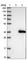 Tetratricopeptide Repeat Domain 33 antibody, HPA038252, Atlas Antibodies, Western Blot image 