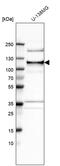 Kiaa0692 antibody, PA5-51973, Invitrogen Antibodies, Western Blot image 