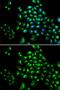 RUNX Family Transcription Factor 1 antibody, GTX54704, GeneTex, Immunocytochemistry image 