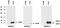 Anterior Gradient 3, Protein Disulphide Isomerase Family Member antibody, GTX80241, GeneTex, Western Blot image 