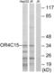 Olfactory Receptor Family 4 Subfamily C Member 15 antibody, abx015427, Abbexa, Western Blot image 