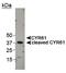 Cellular Communication Network Factor 1 antibody, PA1-16579, Invitrogen Antibodies, Western Blot image 