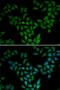 Anti-Silencing Function 1A Histone Chaperone antibody, LS-C334777, Lifespan Biosciences, Immunofluorescence image 