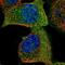 ArfGAP With FG Repeats 2 antibody, NBP1-83213, Novus Biologicals, Immunofluorescence image 