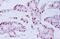 Cyclin D1 antibody, 33-3500, Invitrogen Antibodies, Immunohistochemistry frozen image 