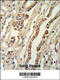 Geminin DNA Replication Inhibitor antibody, 61-843, ProSci, Immunohistochemistry paraffin image 