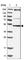 RNA methyltransferase-like protein 1 antibody, HPA022534, Atlas Antibodies, Western Blot image 