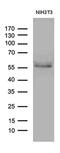 Peroxisome Proliferator Activated Receptor Delta antibody, MA5-27426, Invitrogen Antibodies, Western Blot image 