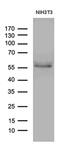 Peroxisome Proliferator Activated Receptor Delta antibody, MA5-27426, Invitrogen Antibodies, Western Blot image 