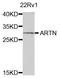 Artemin antibody, A7949, ABclonal Technology, Western Blot image 