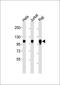Nitrotyrosine antibody, orb67346, Biorbyt, Western Blot image 