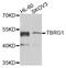 Transforming growth factor beta regulator 1 antibody, abx006434, Abbexa, Western Blot image 