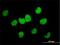 FKBP Prolyl Isomerase 5 antibody, H00002289-M02, Novus Biologicals, Immunofluorescence image 