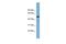 Solute Carrier Family 2 Member 8 antibody, PA5-42463, Invitrogen Antibodies, Western Blot image 