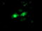 Fibroblast Growth Factor 21 antibody, M00802-1, Boster Biological Technology, Immunofluorescence image 