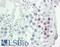 Checkpoint Kinase 1 antibody, LS-B11816, Lifespan Biosciences, Immunohistochemistry frozen image 