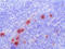S100 Calcium Binding Protein A9 antibody, BM4026B, Origene, Immunohistochemistry frozen image 